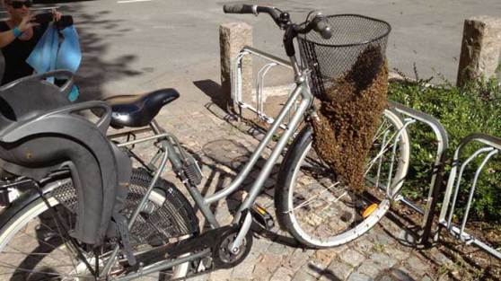 Bees swarm bicycle